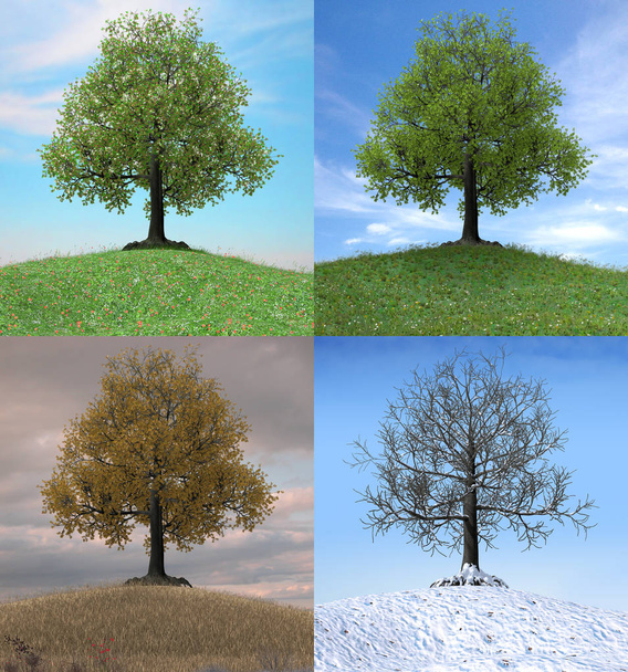  Дерево змінюється протягом чотирьох сезонів
 - Фото, зображення