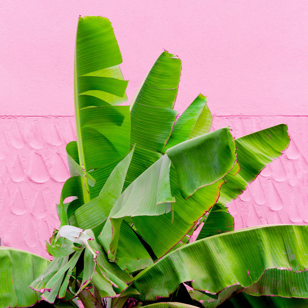 Palm greens on pink background wall.  Plants on pink concept - Zdjęcie, obraz
