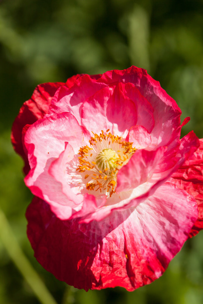Poppy flower - Foto, Imagem