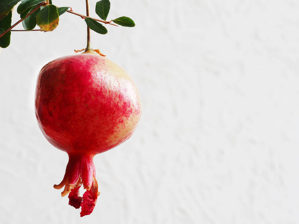 Zrání granátové jablko na větvi na bílé stěně.  - Fotografie, Obrázek