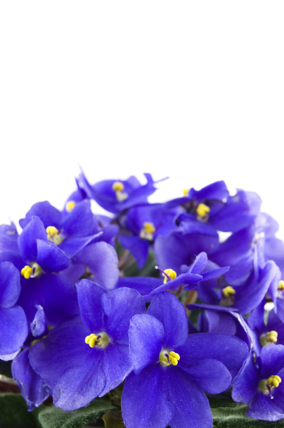 Plante violette
 - Photo, image