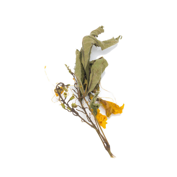 квітка висушена. листя. ізольовані на білому фоні
 - Фото, зображення