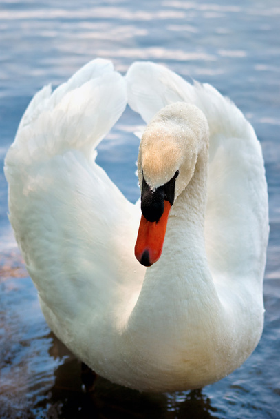 Cisne blanco2
 - Foto, imagen