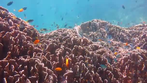 Podwodne koralowce z kolorowymi rybami - Materiał filmowy, wideo