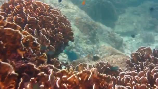 papuga ryb pod wodą - Materiał filmowy, wideo