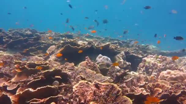 Kolor ryby podwodne w Coral Reef - Materiał filmowy, wideo