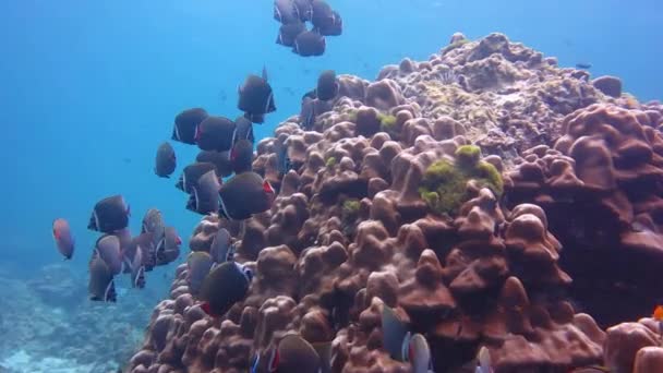Redtail Butterfly ryba pod wodą na skale - Materiał filmowy, wideo