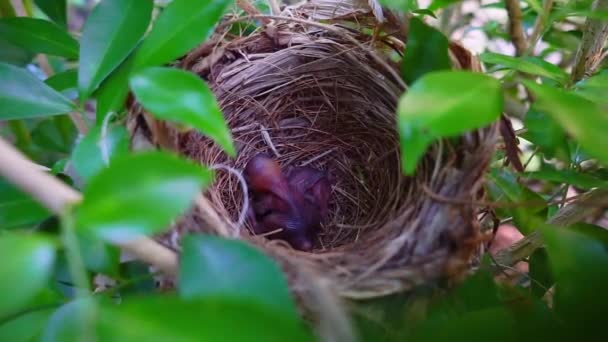 Nouveau-né bébé oiseau
 - Séquence, vidéo