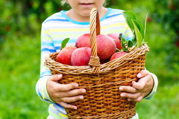 Açık havada, sonbaharda organik çiftlikte kırmızı elma toplayıp yiyen bir çocuğun sepetine yakın çekim. Küçük komik anaokulu çocuğu yardım ve hasatla eğleniyor.. - Fotoğraf, Görsel