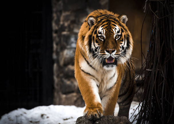 Tigre, gatos grandes, salvajes. Acción vida silvestre escena, animal peligroso
 - Foto, Imagen