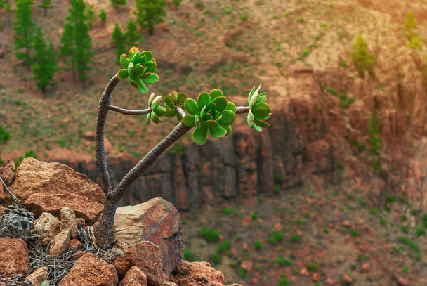 Echeveria-Pflanze am langen Stiel wächst auf Felsen - Foto, Bild