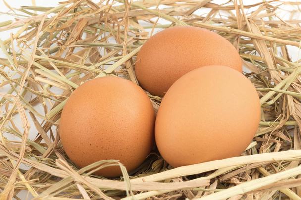brązowe jaja w gnieździe na białym tle na białym tle - Zdjęcie, obraz