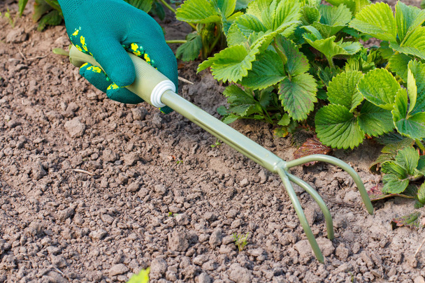 Kleine hand tuin hark gebruikt voor het losmaken van de grond rond de struik aardbei. - Foto, afbeelding