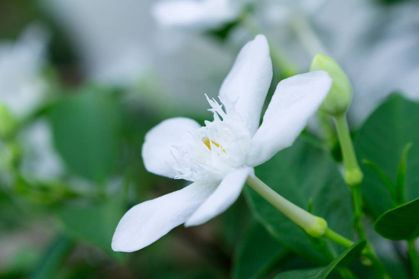 fehér virág zöld háttér - Fotó, kép