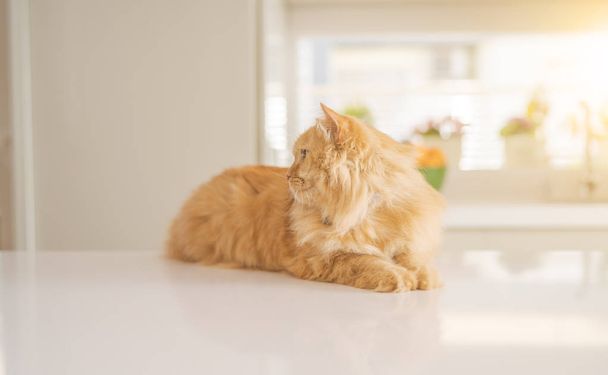 Güneşli bir günde evde mutfak masanın üzerinde yatan güzel kızıl uzun saçlarını kedi - Fotoğraf, Görsel