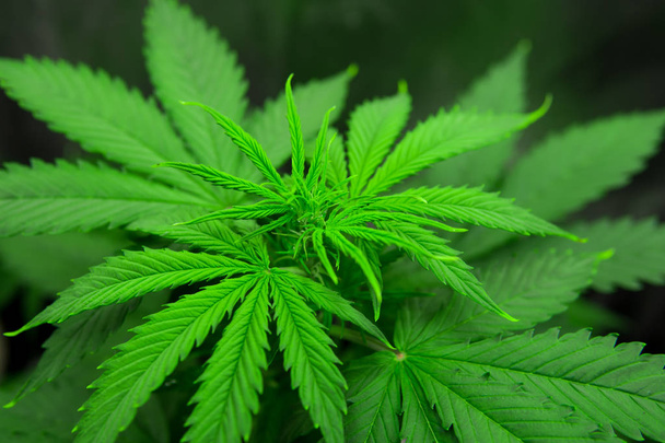 Cannabis flower Indoors growing. Northern light strain. Planting cannabis. Grow in grow box tent. Grow legal Recreational cannabis. - Photo, Image