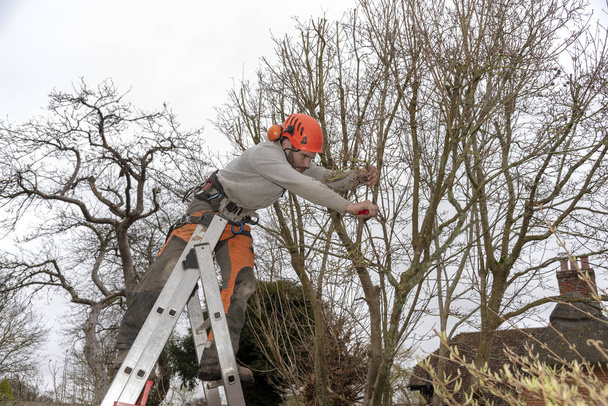 Micheldever, Winchester Hampshire, Anglia, Egyesült Királyság. Március 2019. Fa sebész a vágás a fa egy létra. - Fotó, kép