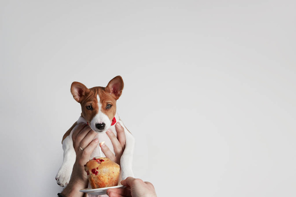 Birthday basenji puppy dog with party cupcake holding in male hands against white background - Foto, imagen