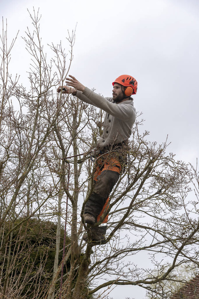 Micheldever, Winchester, Hampshire, England, UK. March 2019. Tree surgeon trimming a tree. - Photo, image