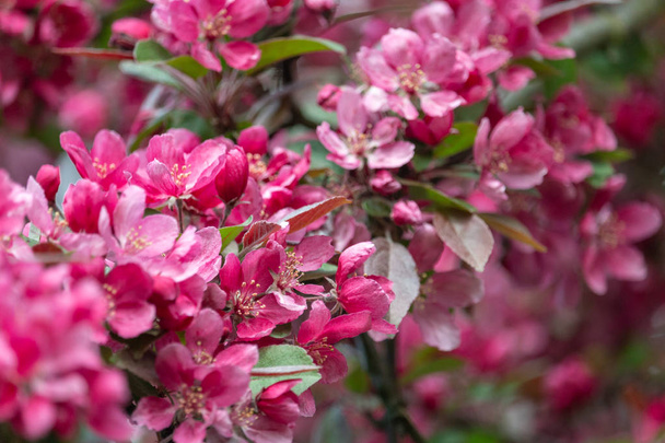 Ніжні рожеві квіти квітучої яблуні
 - Фото, зображення
