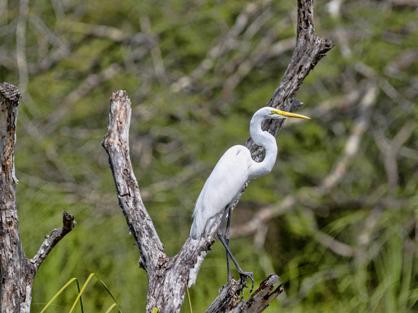 Czapla biała, Egretta alba, na Rio Dulce, Gwatemala - Zdjęcie, obraz