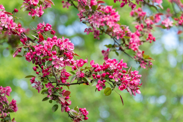 春の庭で咲くリンゴの木の枝 - 写真・画像