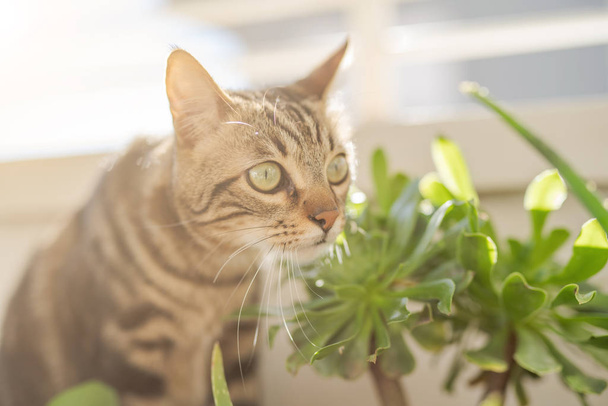 Kaunis lyhyet hiukset kissa leikkii kasveilla puutarhassa aurinkoisena päivänä kotona
 - Valokuva, kuva