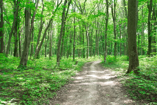 Forest trees. nature green wood sunlight backgrounds - Fotoğraf, Görsel