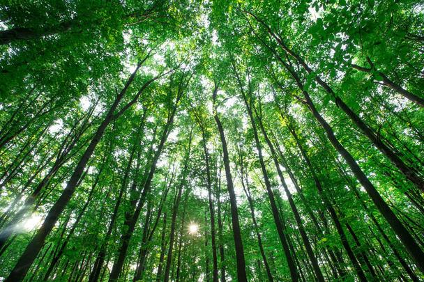 Forest trees. nature green wood sunlight backgrounds - 写真・画像