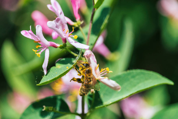 Abelha de mel coberta por pólen amarelo de flores de madressilva rosa
 - Foto, Imagem