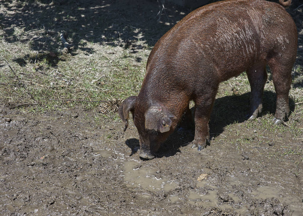 Cerdo marrón
 - Foto, imagen