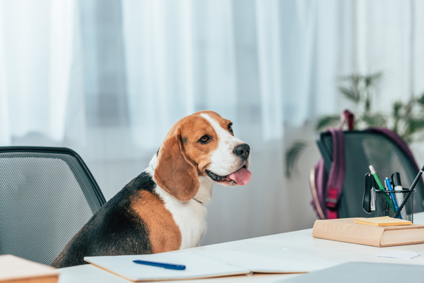 Beagle dog sitting on chair at desk with books and notebook - Photo, Image