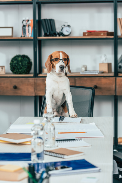 Beagle dog in glasses on chair at table with notebooks - Foto, Imagen