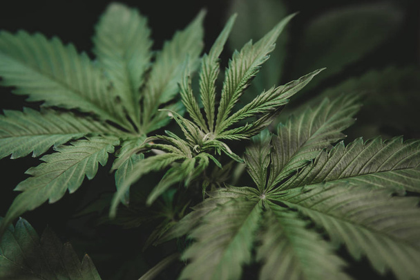 CBD in hemp, cannabis cultivation, green background, marijuana leaves, Growing indica cannabis, vegetation marijuana plants - Photo, Image