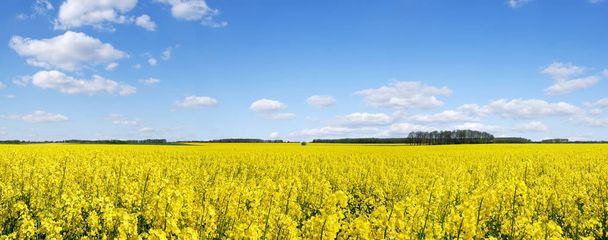 Idyllic landscape, yellow colza fields under the blue sky and wh - Foto, Imagen