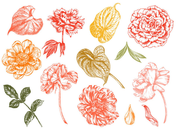Vintage floral vector illustration, etching hand drawn clip art. - Vector, Image