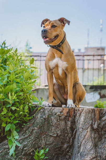 Mladý pes stafordšírský teriér sedí na velký pařez a vypadá levá - Fotografie, Obrázek