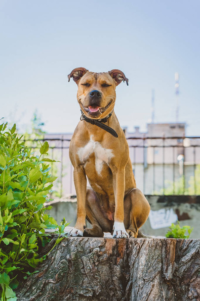 Молоду собаку стаффордширський тер'єр сидить на великий пень, сміючись і погляді прямо  - Фото, зображення