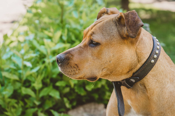 Fiatal kutya Staffordshire terrier szomorú profil portré  - Fotó, kép