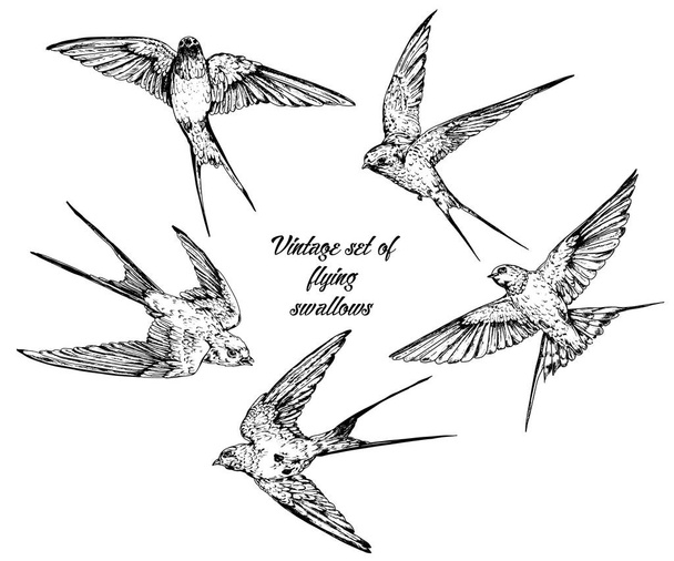 Hand drawn vector  flying swallows vintage set. - Vektor, obrázek
