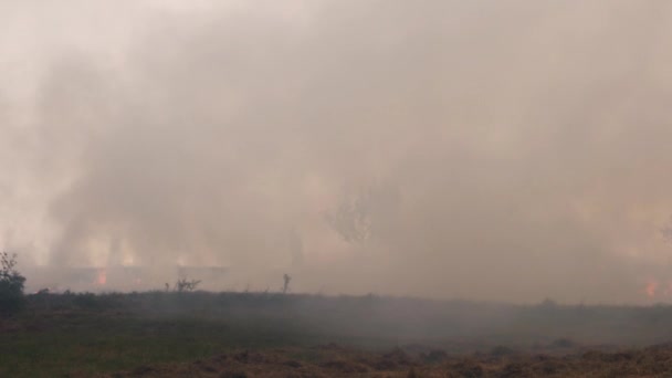 Ο άνθρωπος πυροδοτά φωτιά στο λιβάδι - Πλάνα, βίντεο
