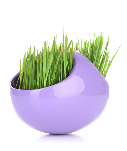 Green grass in decorative pot isolated on white - Foto, imagen