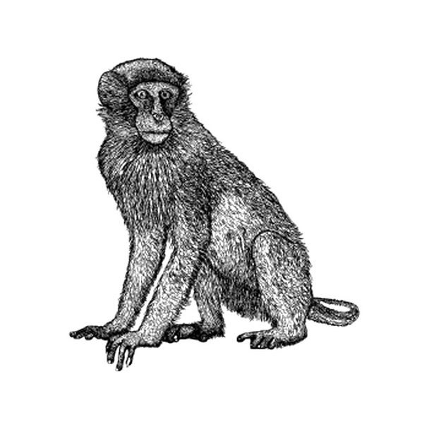 Εικονογράφηση μαϊμού στο χέρι που στυλ  - Διάνυσμα, εικόνα