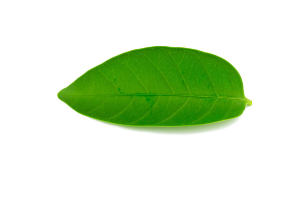 A beautiful lush green leaf. Isolated on white background - Fotografie, Obrázek