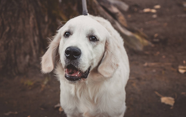 Portret van een kalm golden retriever pup horizontale sluiten - Foto, afbeelding
