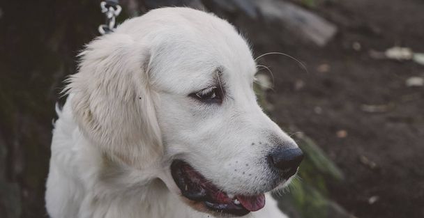 Yatay seyir bir golden retriever köpek yavrusu portresi  - Fotoğraf, Görsel
