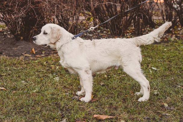 perfil de pé retrato de um cão retriever dourado tenso horizontal
 - Foto, Imagem