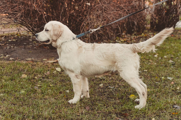 стоя профиль портрет спокойного золотистого ретривера собака горизонтальная
 - Фото, изображение