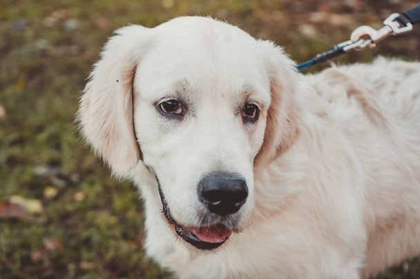 cilveli yatay seyir bir golden retriever köpek yavrusu portresi  - Fotoğraf, Görsel