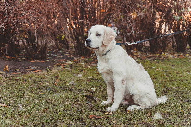 retrato sentado perfil de un cachorro de oro retriever mirando tristemente, horizontal
 - Foto, Imagen